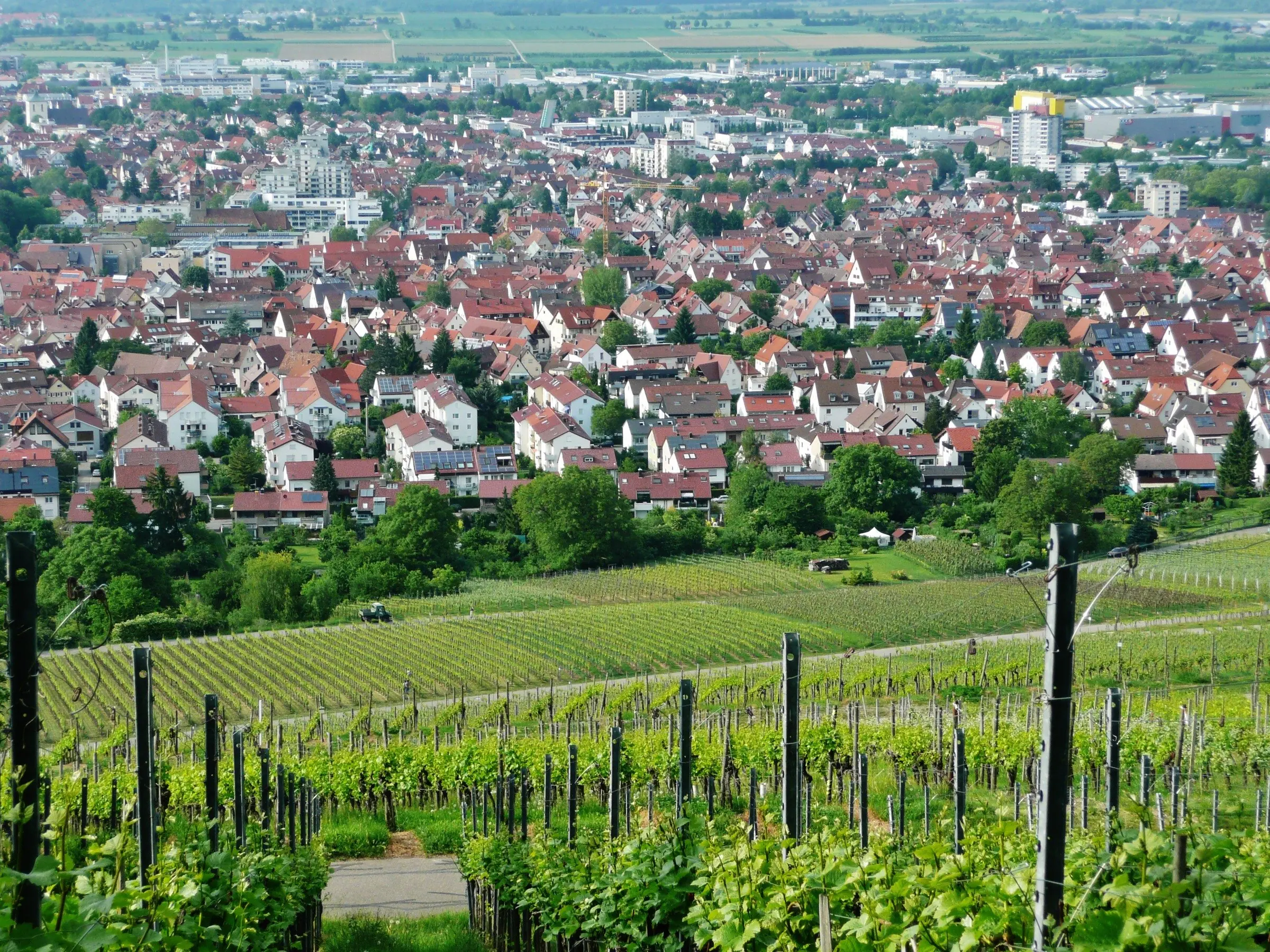 Blick über die Weinberge auf Fellbach